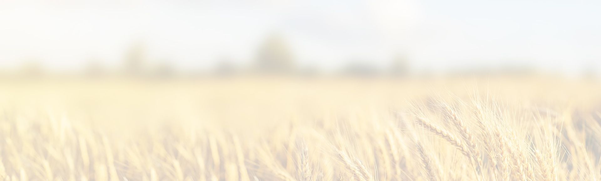  grain-sustainability_videoBG