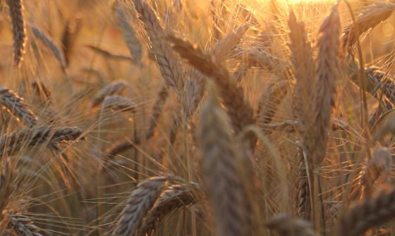 Sustainability of grain